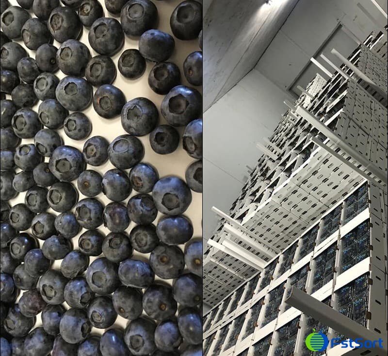 images/1653553974284blueberry grading machine.jpg